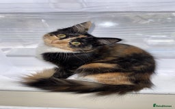 Domestic Shorthair cats for sale: Coco needs a loving home, asap!! - Advert 4