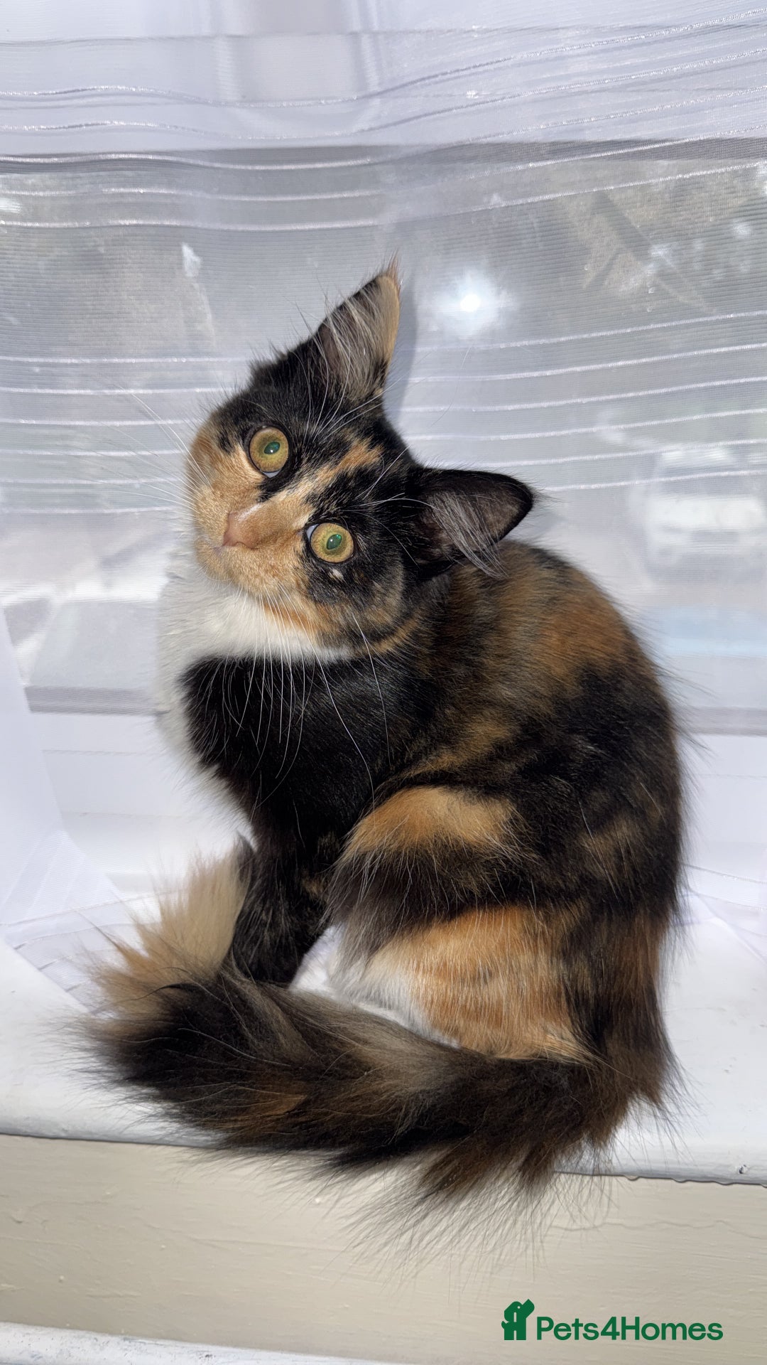 Domestic Shorthair cats for sale: Coco needs a loving home, asap!! - Advert 4