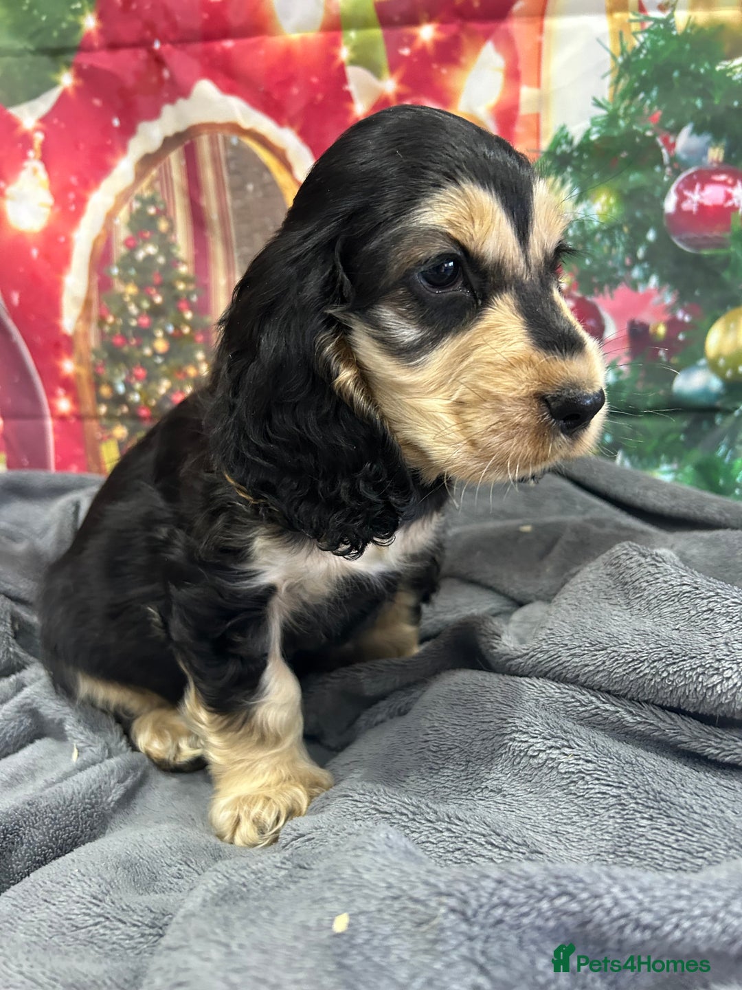 Cocker Spaniel dogs for sale: KC registered, health tested, Show cocker spaniels - Advert 10