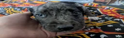 Mixed Breed dogs for sale: English pointer cross Staffordshire bull terrier - Advert 18
