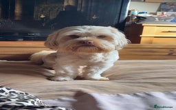 Shih Tzu dogs for stud: Shitzu cross available for stud - Image 5