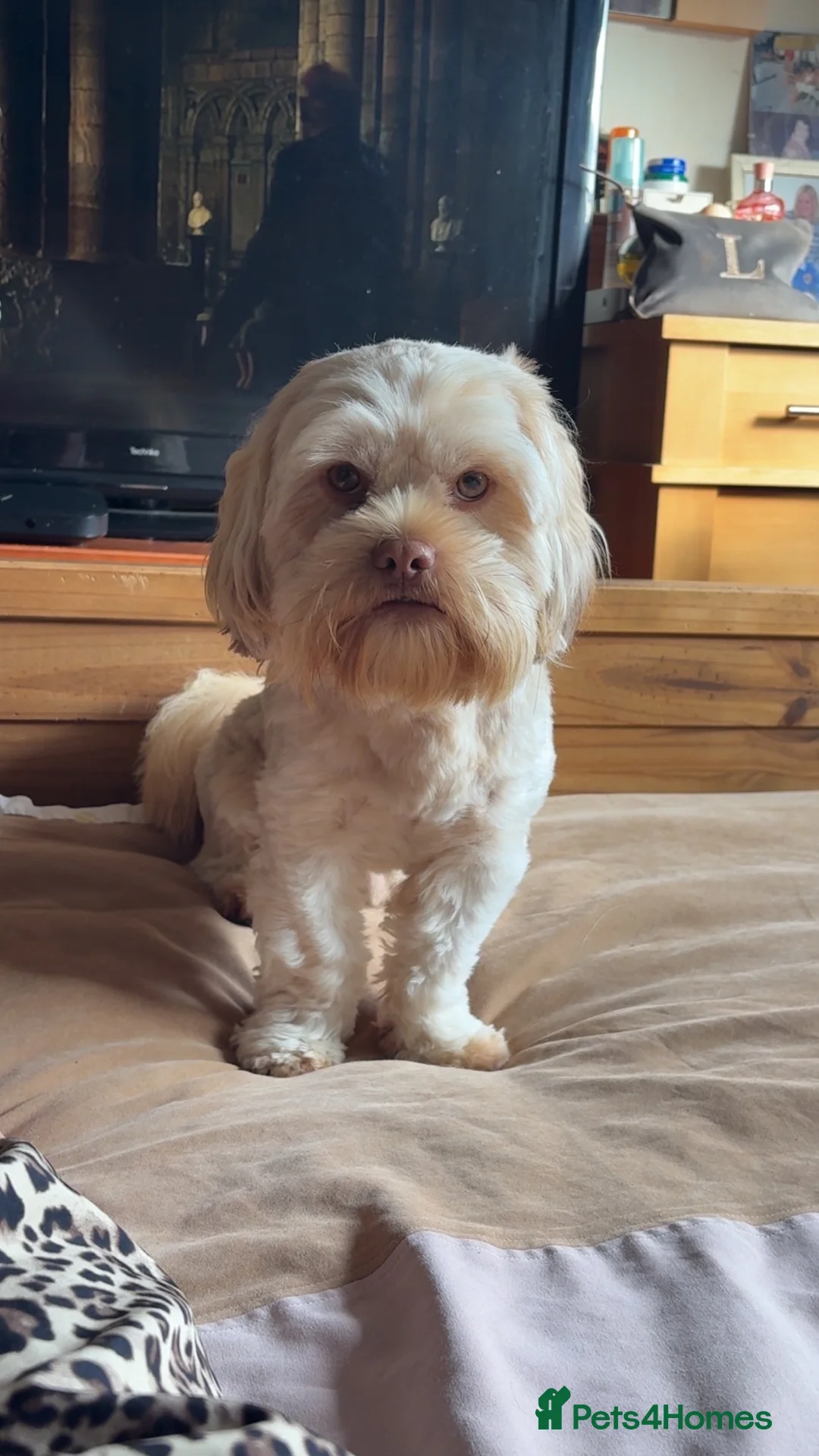 Shih Tzu dogs for stud: Shitzu cross available for stud - Advert 5