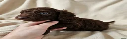 Cockapoo dogs for sale: Lovely chocolate Cockapoo puppies F2 - Advert 3