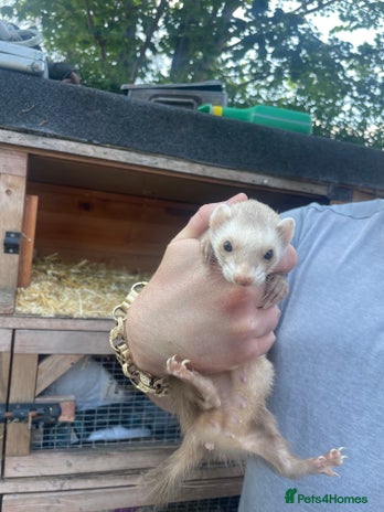 Ferret rodents - Advert 7