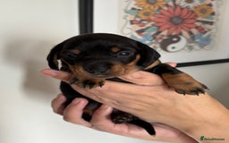 Miniature Dachshund dogs for sale: Miniature dachshund puppies 🐾 - Advert 32