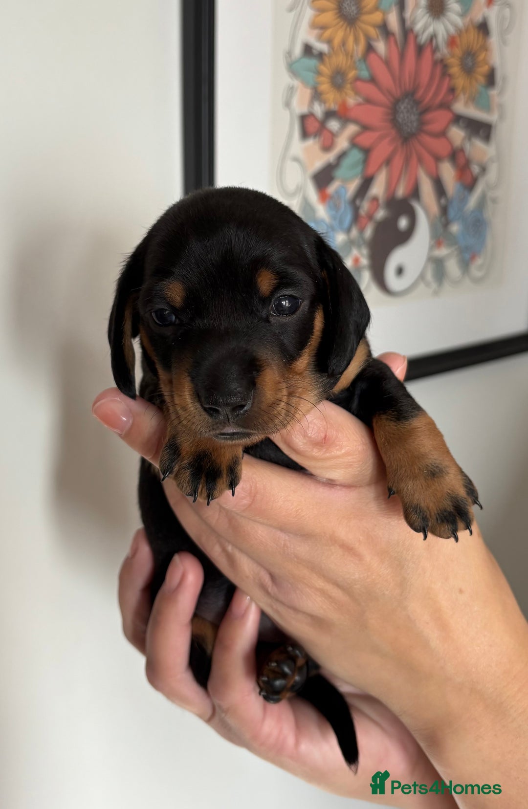 Miniature Dachshund dogs for sale: Miniature dachshund puppies 🐾 - Advert 32
