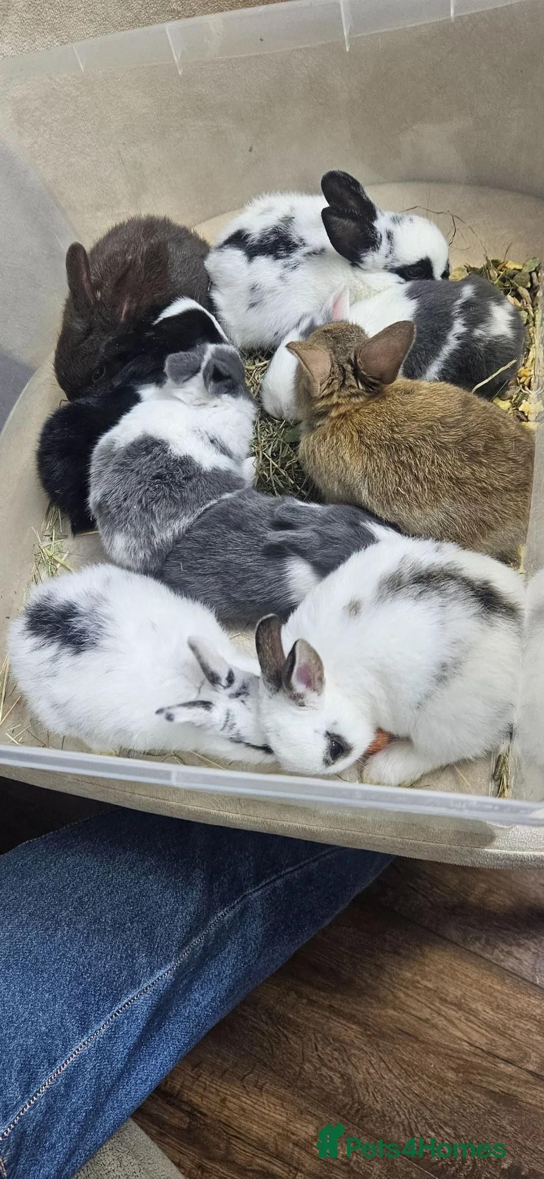Mixed Breed rabbits for sale: I have 4 weeks and 8 weeks olds rabbits  - Advert 2