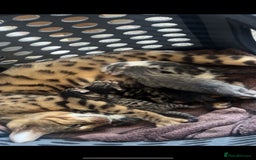 Bengal cats for sale: Bengal - Image 1