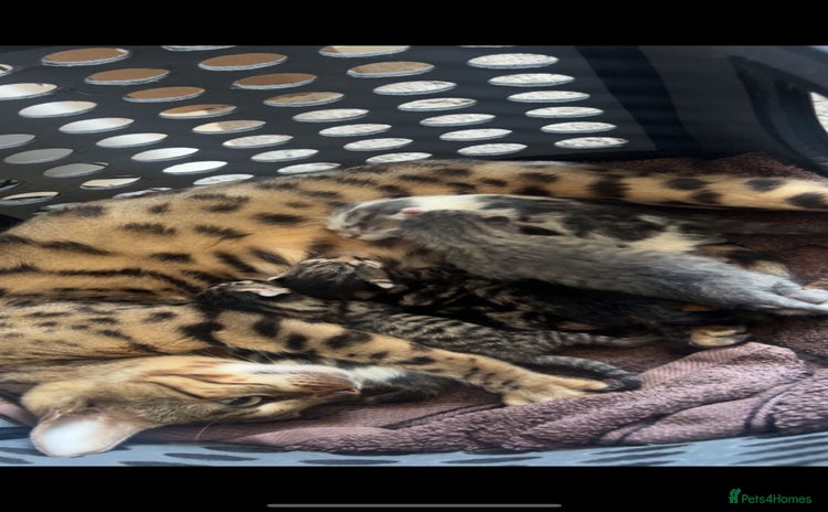 Bengal cats for sale - Advert 1