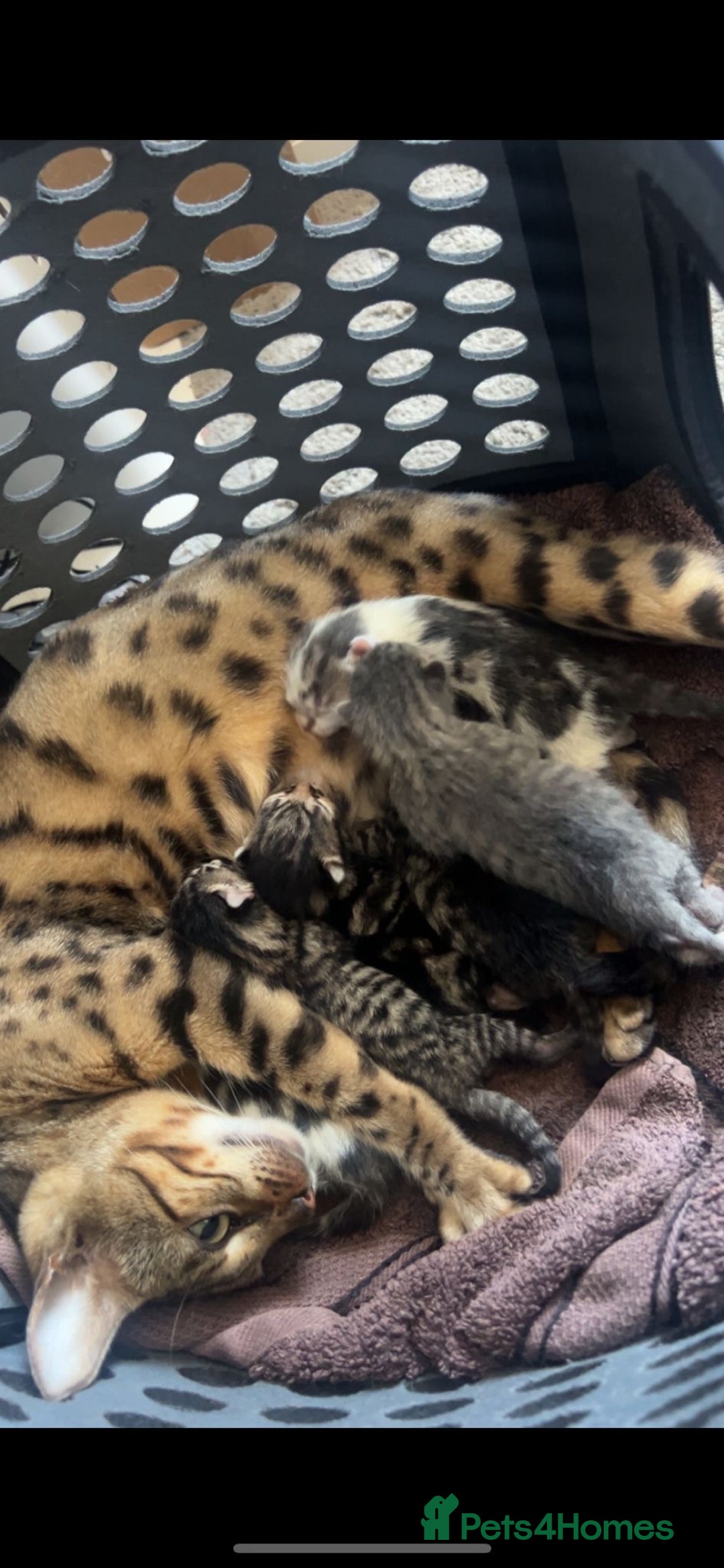 Bengal cats for sale: Bengal - Image 1