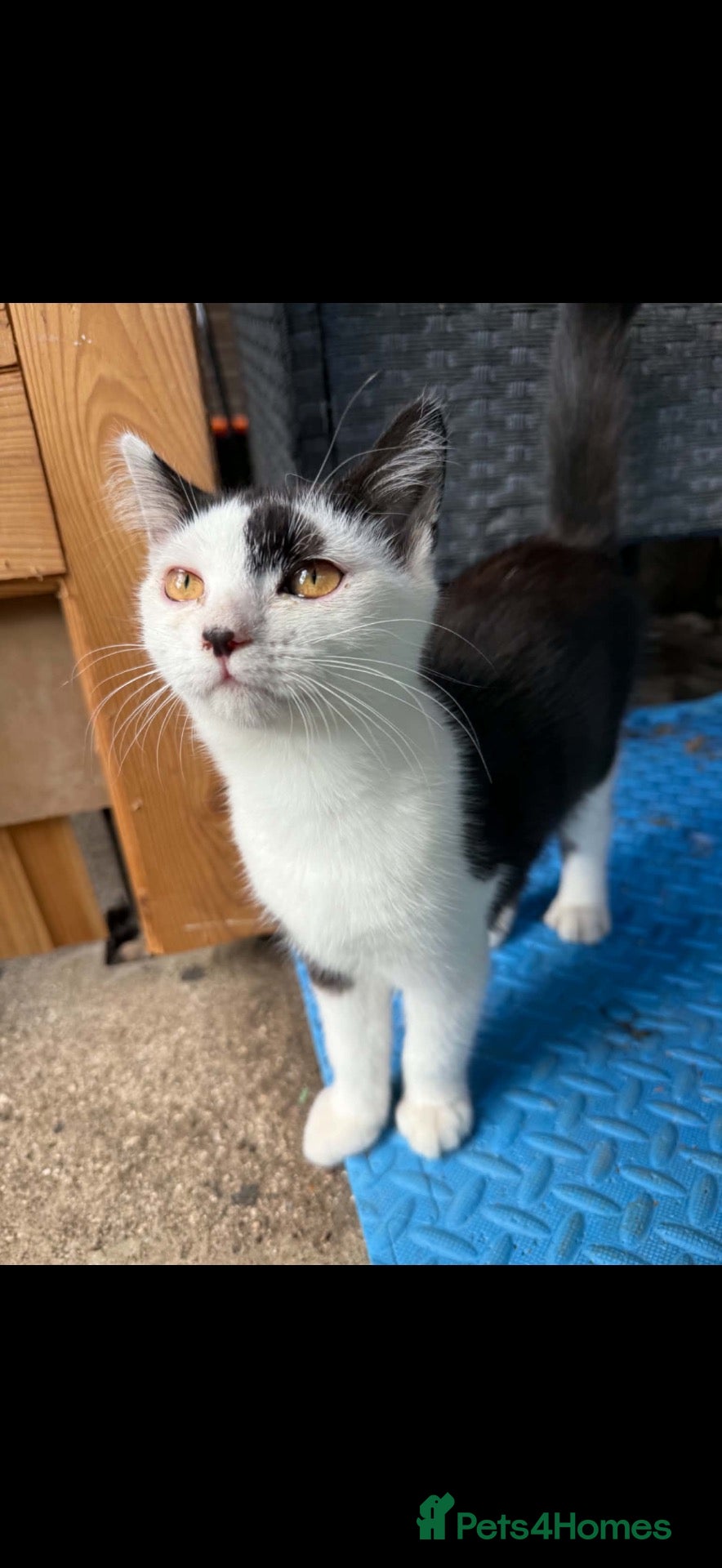 Mixed Breed cats Little boy kitten - Advert 2