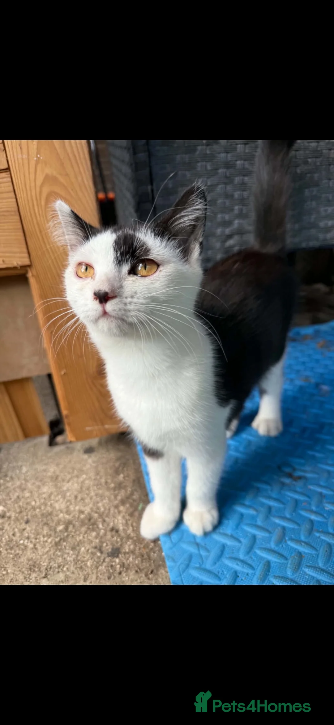 Mixed Breed cats for sale: Little boy kitten - Advert 1