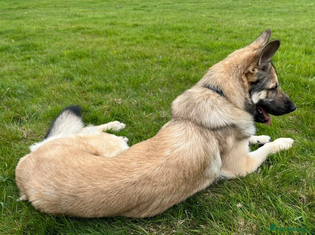 German Shepherd dogs for sale: Gold sable KC German shepherd male - Advert 4