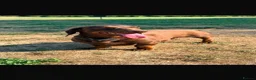Miniature Dachshund dogs for stud: Mini Dachshund MANY PROVEN LITTERS!  - Advert 5