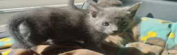 Russian Blue cats for sale: Russian Blue kittens  in Aberdeen - Advert 3