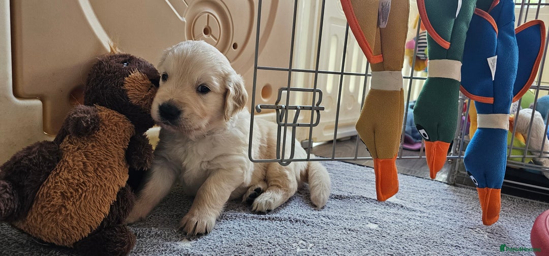 Golden Retriever dogs for sale: Outstanding Kc registered Golden Retriever babies  - Image 8