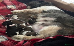 Lhasa Apso dogs for sale: 6 beautiful Lhasa Apso puppies - Image 16
