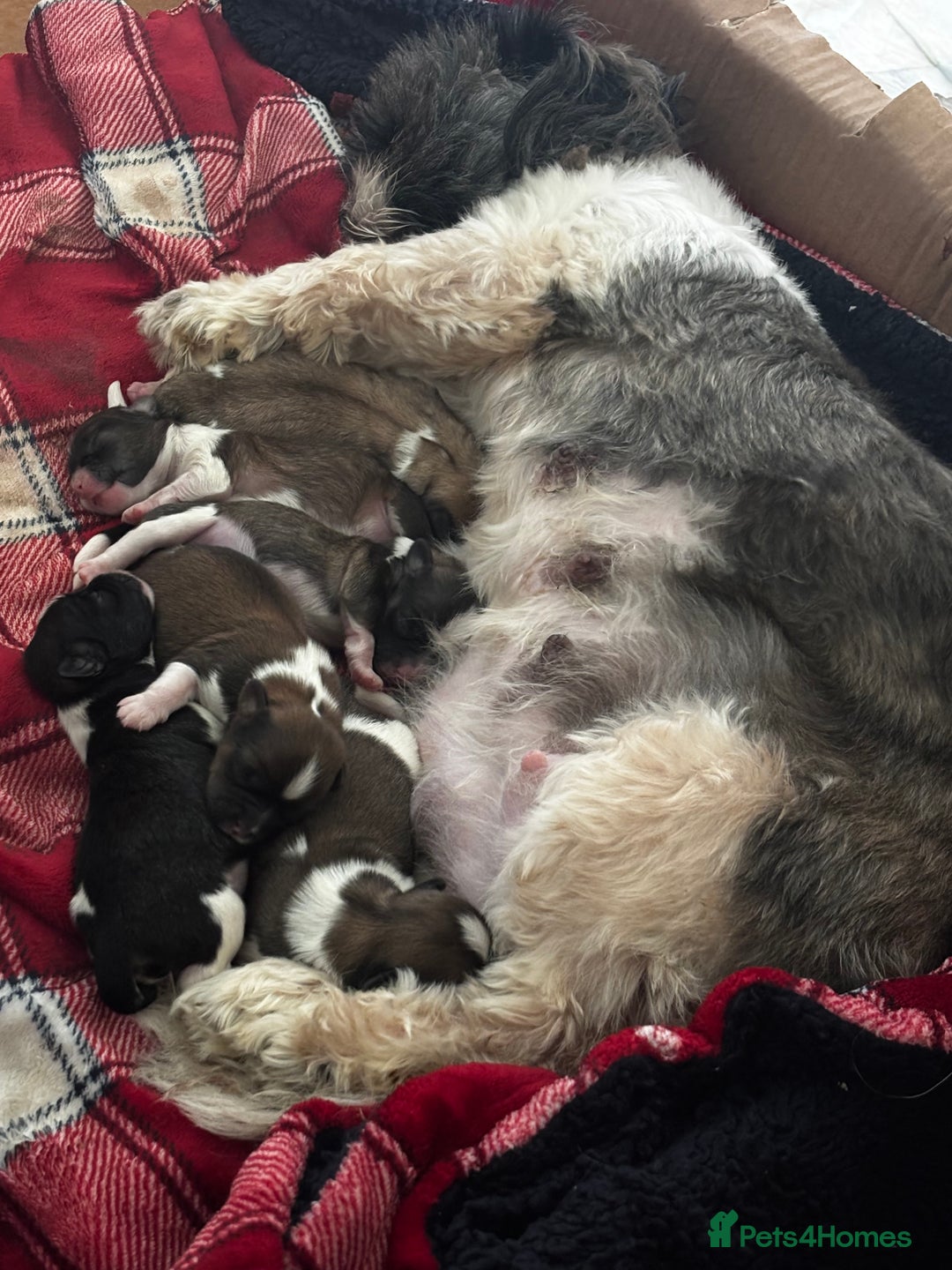 Lhasa Apso dogs for sale: 6 beautiful Lhasa Apso puppies - Image 16