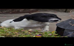 English Springer Spaniel dogs for sale: 2 male english springer pups - Image 5