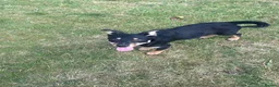 Australian Kelpie dogs for sale: Kelpie pups for sale  - Advert 5