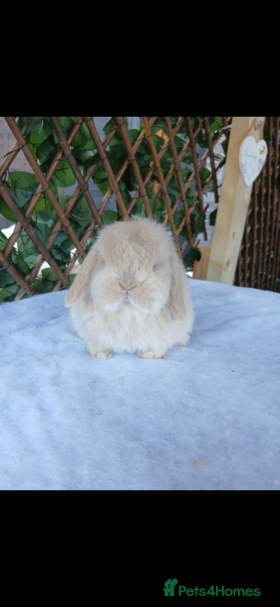 Mini Lop rabbits Very friendly mini lop boy - Advert 8