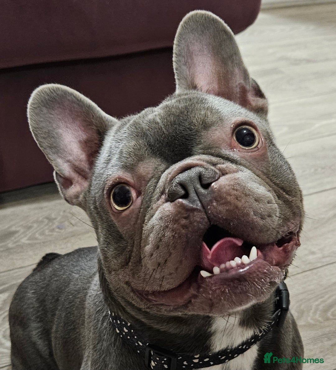 French Bulldog dogs for stud: Prince naseem,STUD kennel club,now available  - Advert 3