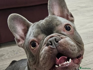 French Bulldog dogs Prince naseen,STUD kennel club,now available - Advert 1