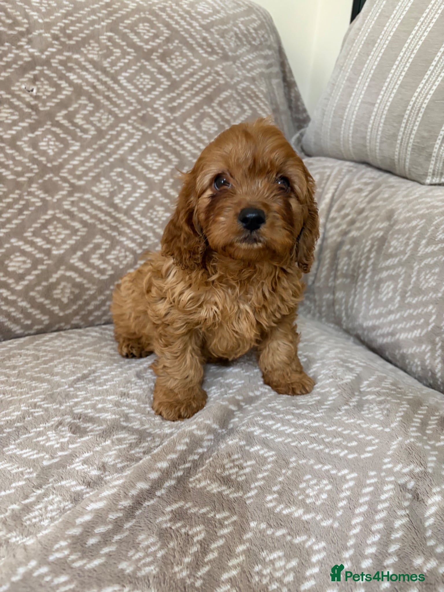Cavapoo dogs Stunning F1 fox red Cavapoo boy - Advert 1