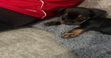 Mixed Breed dogs - Advert 13
