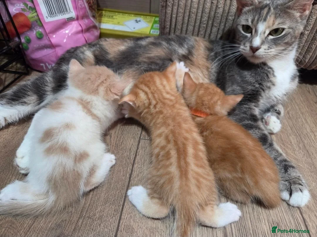Mixed Breed cats for sale: Kittens ready now please read  - Advert 1