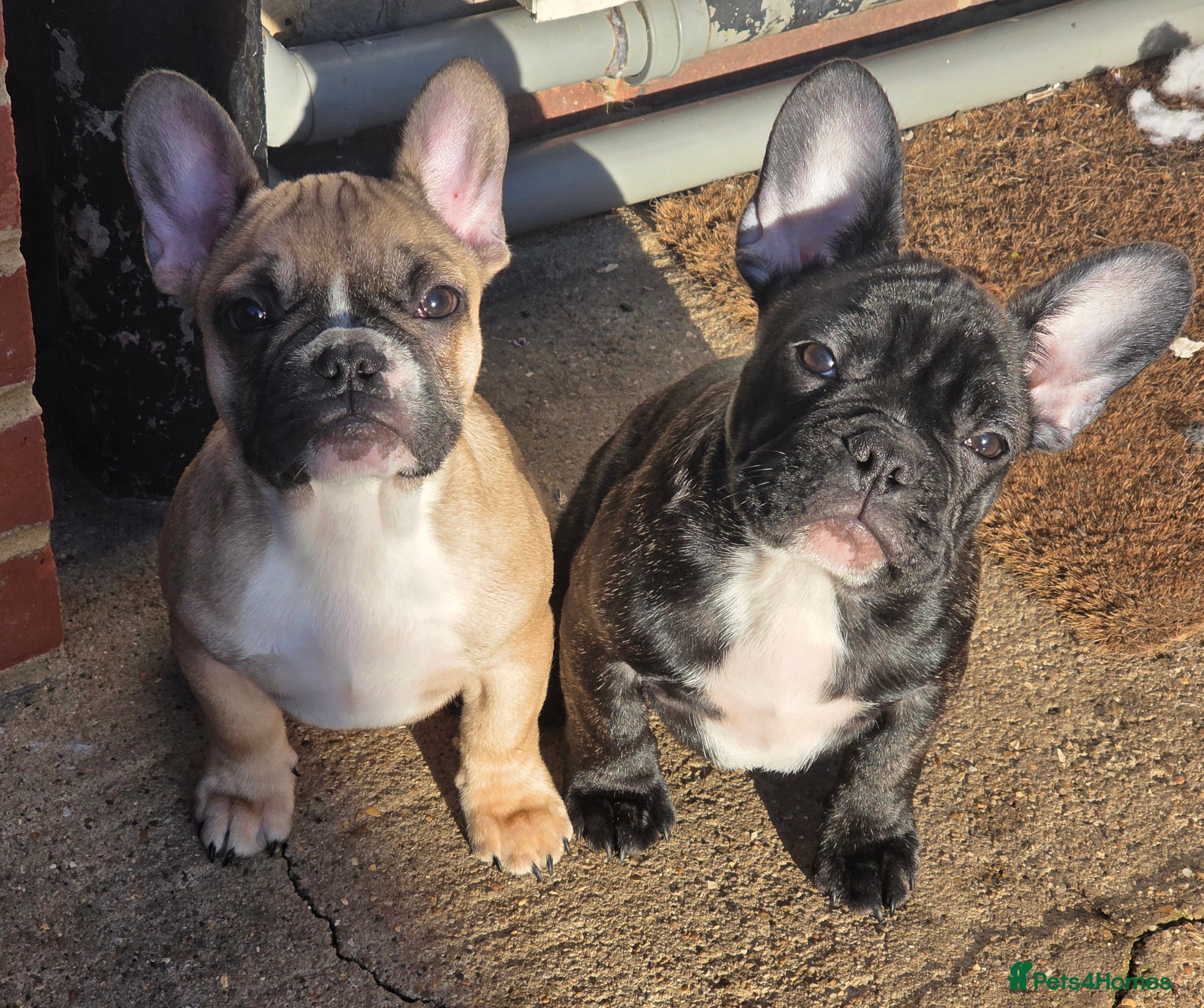 French Bulldog dogs Beautiful French bulldog  - Advert 12
