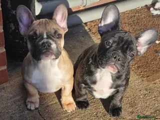 French Bulldog dogs Beautiful French bulldog - Advert 12