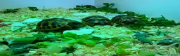 Tortoise reptiles for sale: Hermanns tortoise - Advert 3