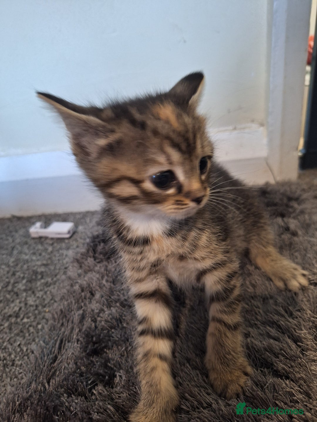 Mixed Breed cats for sale: Mix breed kittens, 1/4 ragdoll  - Advert 33