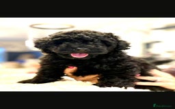 Toy Poodle dogs for sale: Quality pups from health tested parent's  - Image 3