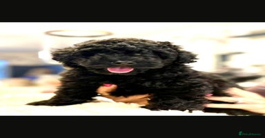 Toy Poodle dogs - Advert 13