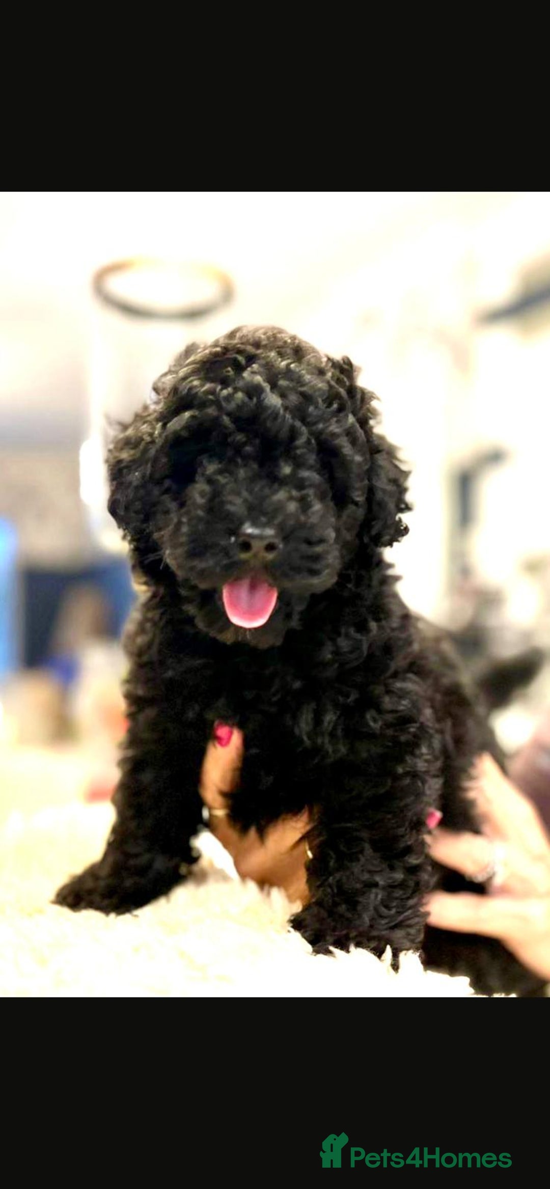 Toy Poodle dogs for sale: Quality pups from health tested parent's  - Image 3