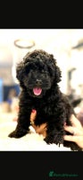 Toy Poodle dogs - Advert 13