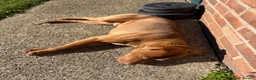 Staffordshire Bull Terrier dogs for sale: Milo - 11 month old Staffy Mix - Advert 13