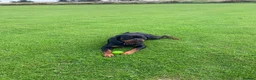 Rottweiler dogs for sale: Milo  - Advert 3