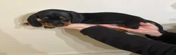 Miniature Dachshund dogs for sale: Miniature Dachshund Puppy  - Advert 3
