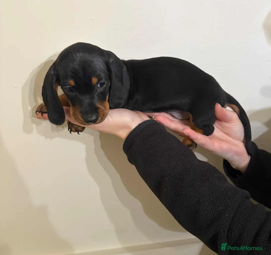 Miniature Dachshund dogs for sale: Miniature Dachshund Puppy  - Advert 3