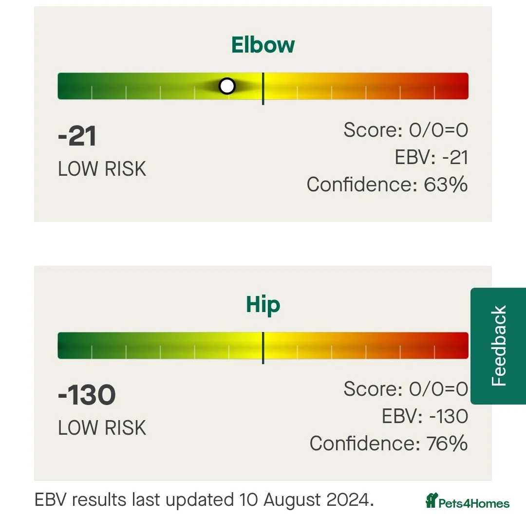Golden Retriever dogs for stud: GENETICLLY PERFECT MOST HEALTH TESTED STUD DOG. in Doncaster - Advert 5