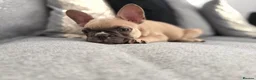 French Bulldog dogs for sale: 2 GIRLS LEFT REDUCED - French Bulldog Puppies 💕 - Advert 1