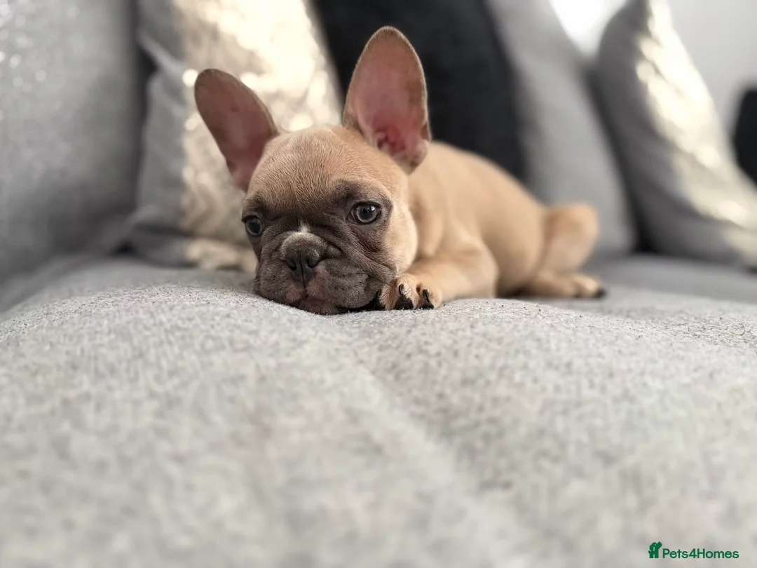 French Bulldog dogs for sale: 2 GIRLS LEFT REDUCED - French Bulldog Puppies 💕 - Advert 1