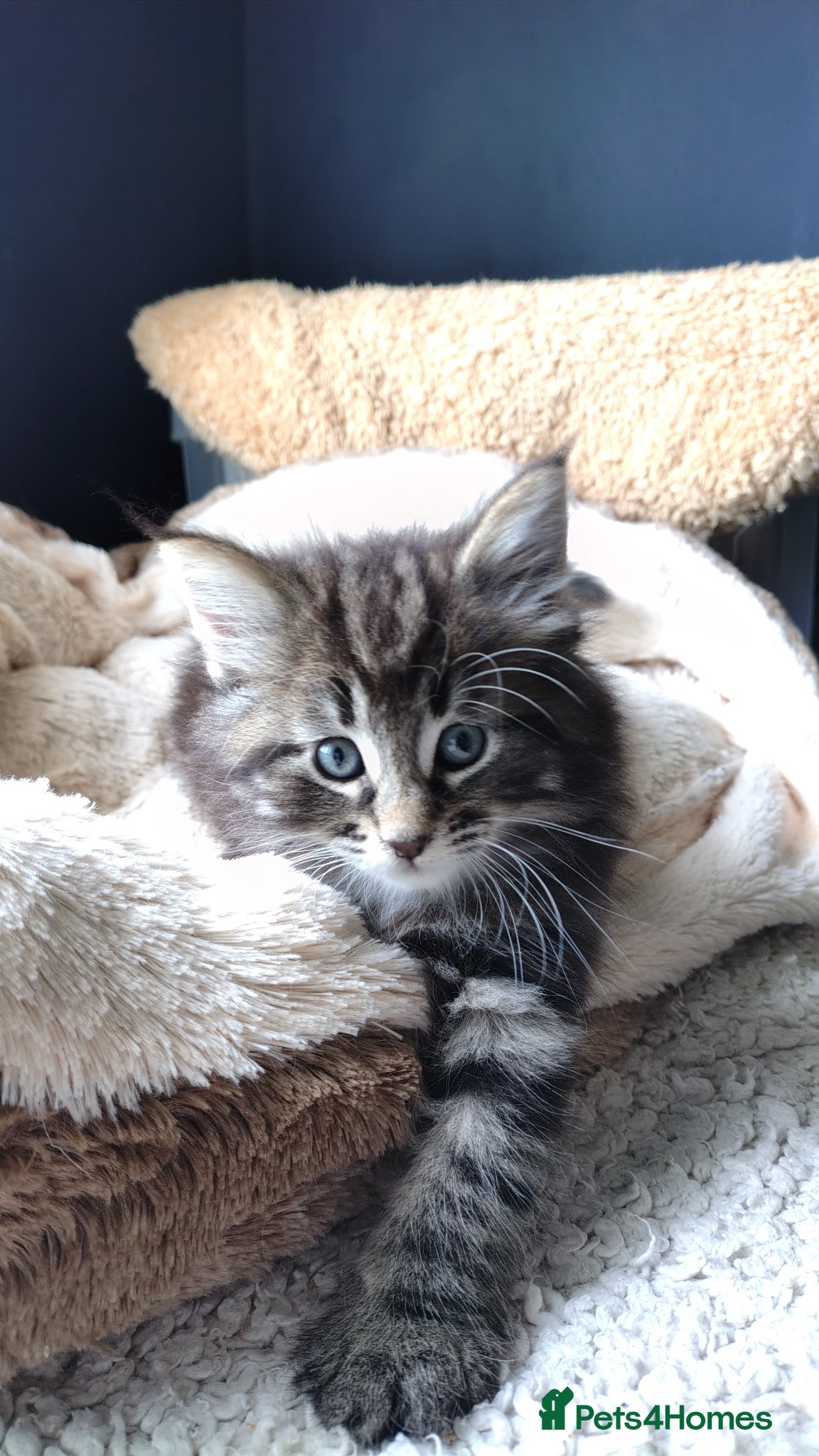 Norwegian Forest Cat cats Beautiful Pedigree Norwegian Forest kittens - Advert 11