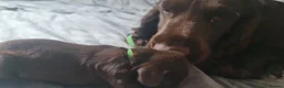 Field Spaniel dogs for sale: Rare Vulnerable Field Spaniels - Advert 2