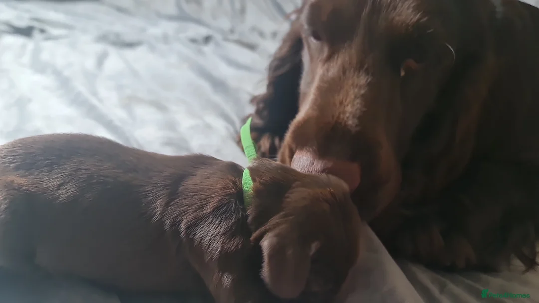 Field Spaniel dogs for sale: Rare Vulnerable Field Spaniels - Advert 2