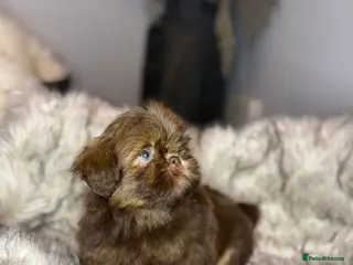 Shih Tzu dogs Last chocolate imperial shihtzu boy 🐻 KC - Advert 5