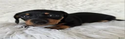 Miniature Dachshund dogs for sale: kc reg, pra clear daxi pups. 5* licensed breeder  - Advert 17